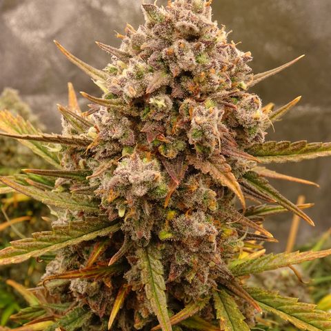 Mimosa Cake 🍰 3 - #1 - 42 Fast Buds growlog timeline photo
