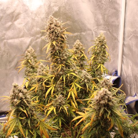 Mimosa Cake 🍰 3 - #1 - 42 Fast Buds growlog timeline photo
