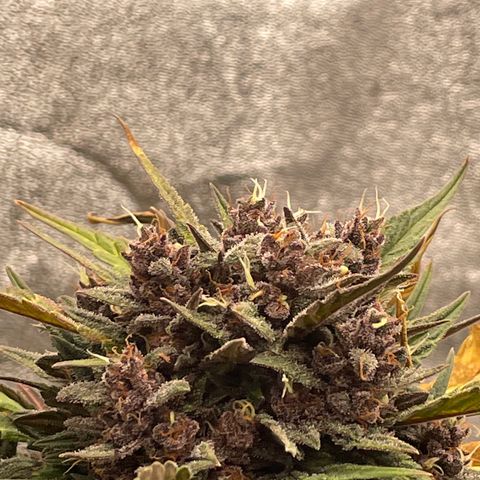 Purple Punch 🥊 3 - #1 - 42 Fast Buds growlog timeline photo