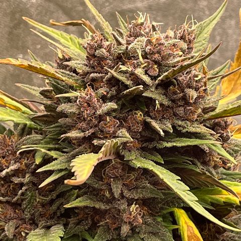 Purple Punch 🥊 3 - #1 - 42 Fast Buds growlog timeline photo