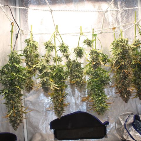 Mimosa Cake 🍰 3 - #1 - 42 Fast Buds growlog timeline photo