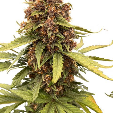 Purple Punch 🥊 2 - #1 - 42 Fast Buds growlog timeline photo