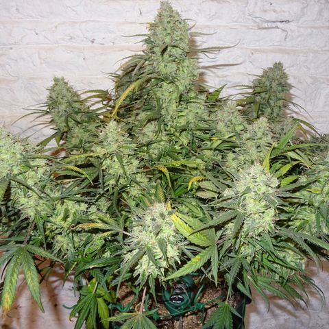 Mimosa Cake 🍰 4 - #1 - 42 Fast Buds growlog timeline photo