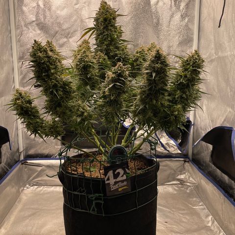 Mimosa Cake 🍰 4 - #1 - 42 Fast Buds growlog timeline photo