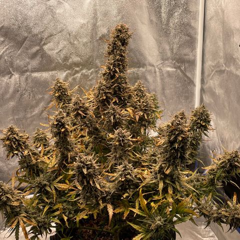 Mimosa Cake 🍰 2 - #1 - 42 Fast Buds growlog timeline photo