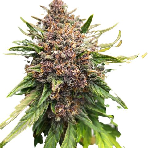 Purple Punch 🥊 2 - #1 - 42 Fast Buds growlog timeline photo
