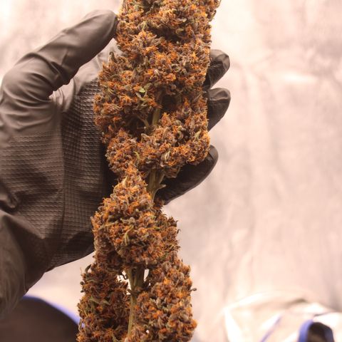 Purple Punch 🥊 2 - #1 - 42 Fast Buds growlog timeline photo
