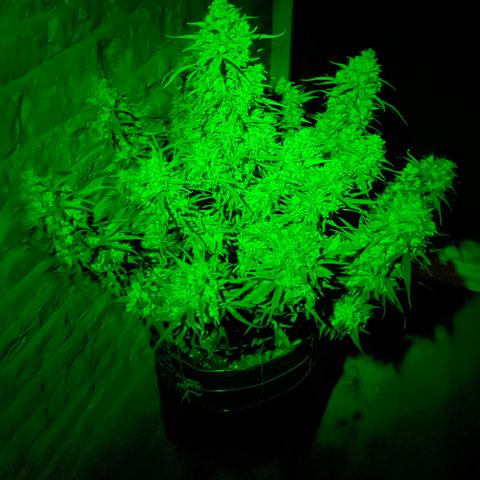 Mimosa Cake 🍰 4 - #1 - 42 Fast Buds growlog timeline photo