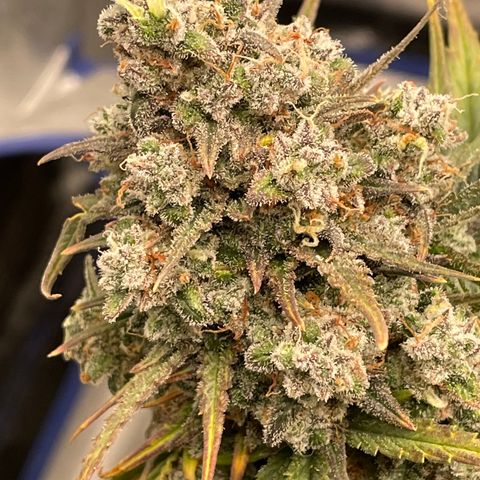 Mimosa Cake 🍰 3 - #1 - 42 Fast Buds growlog timeline photo