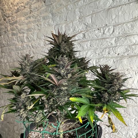 Purple Punch 🥊 3 - #1 - 42 Fast Buds growlog timeline photo