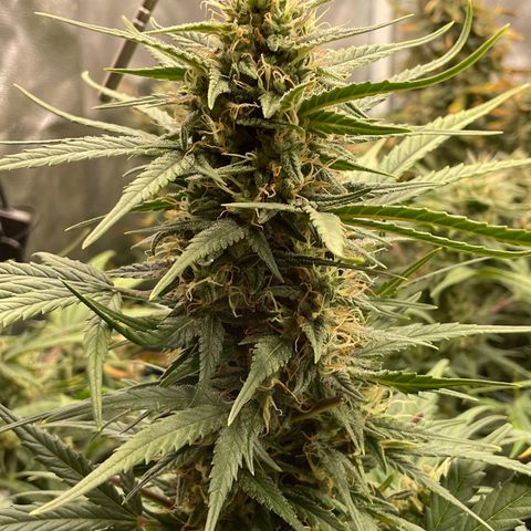 Mimosa Cake 🍰 4 - #1 - 42 Fast Buds growlog timeline photo
