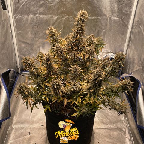 Mimosa Cake 🍰 2 - #1 - 42 Fast Buds growlog timeline photo