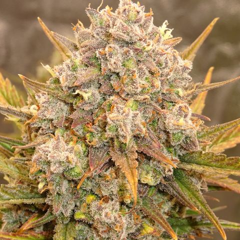 Mimosa Cake 🍰 3 - #1 - 42 Fast Buds growlog timeline photo