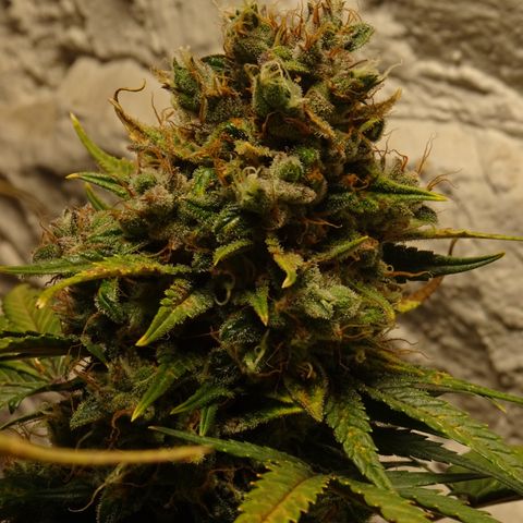 Mimosa Cake 🍰 4 - #1 - 42 Fast Buds growlog timeline photo