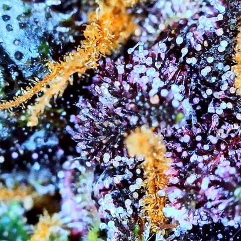 Purple Punch 🥊 2 - #1 - 42 Fast Buds growlog timeline photo