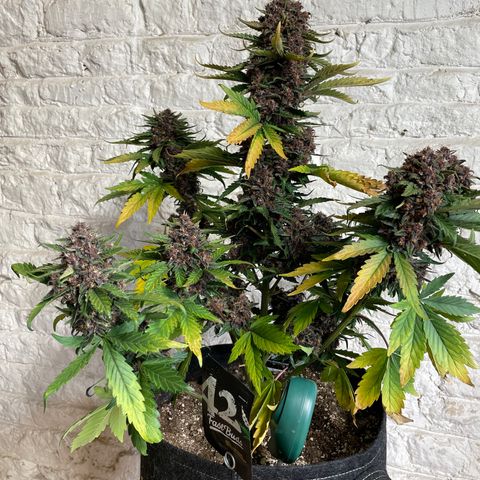 Purple Punch 🥊 2 - #1 - 42 Fast Buds growlog timeline photo