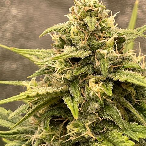 Mimosa Cake 🍰 4 - #1 - 42 Fast Buds growlog timeline photo