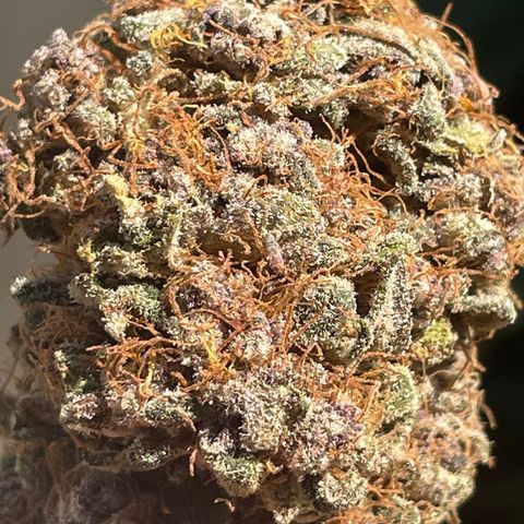 2021.05.17 Purple Queen - #2 - RQS growlog timeline photo