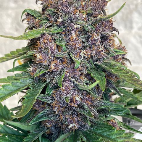 Purple Punch 🥊 2 - #1 - 42 Fast Buds growlog timeline photo