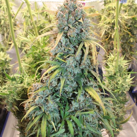 Mimosa Cake 🍰 4 - #1 - 42 Fast Buds growlog timeline photo