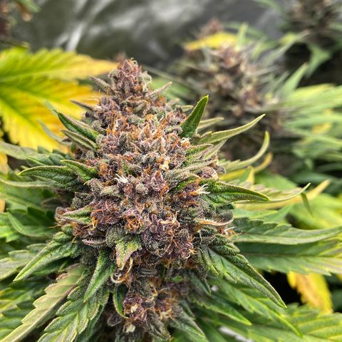 Purple Punch 🥊 2 - #1 - 42 Fast Buds growlog timeline photo
