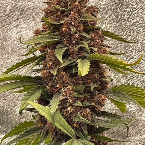 Purple Punch 🥊 2 - #1 - 42 Fast Buds growlog timeline photo