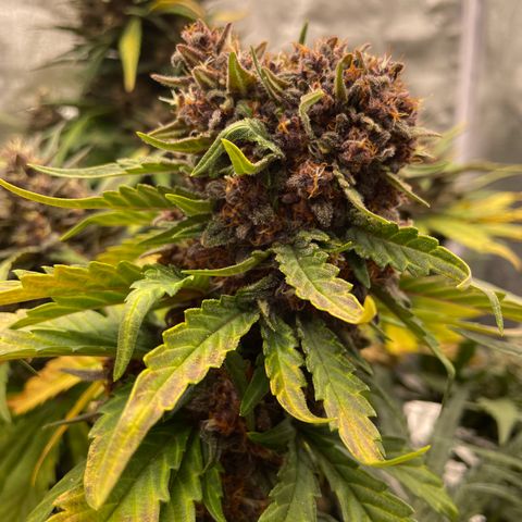 Purple Punch 🥊 2 - #1 - 42 Fast Buds growlog timeline photo
