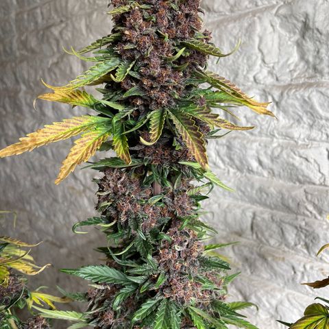 Purple Punch 🥊 2 - #1 - 42 Fast Buds growlog timeline photo