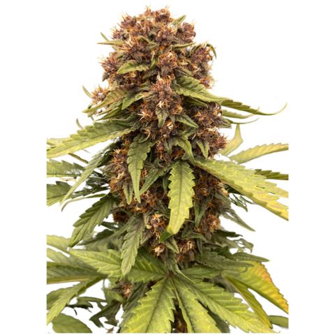 Purple Punch 🥊 2 - #1 - 42 Fast Buds growlog timeline photo