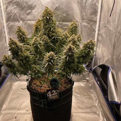 Mimosa Cake 🍰 4 - #1 - 42 Fast Buds growlog timeline photo