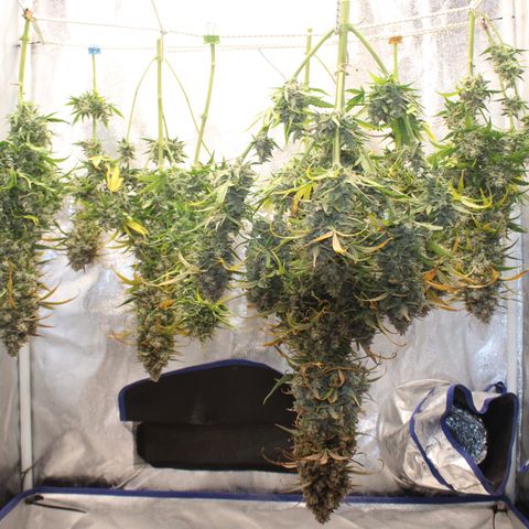 Mimosa Cake 🍰 3 - #1 - 42 Fast Buds growlog timeline photo