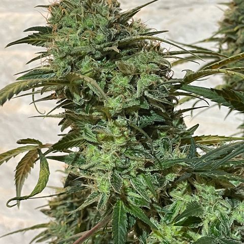 Mimosa Cake 🍰 4 - #1 - 42 Fast Buds growlog timeline photo