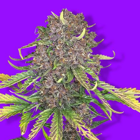 Purple Punch 🥊 2 - #1 - 42 Fast Buds growlog timeline photo