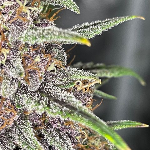 Purple Punch 🥊 1 - #1 - 42 Fast Buds growlog timeline photo