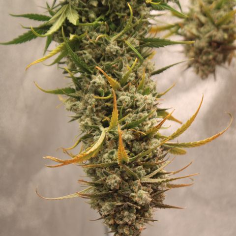 Mimosa Cake 🍰 3 - #1 - 42 Fast Buds growlog timeline photo