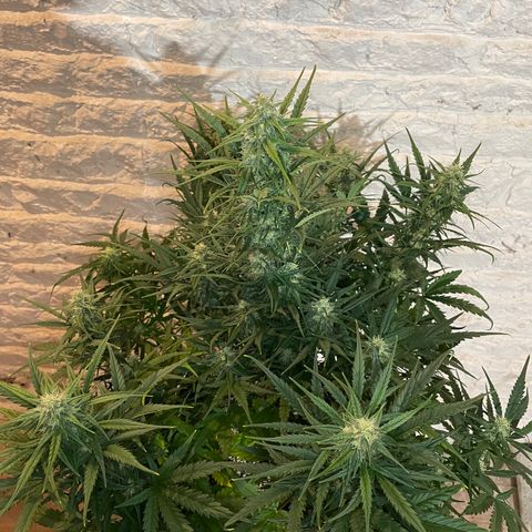 Mimosa Cake 🍰 4 - #1 - 42 Fast Buds growlog timeline photo