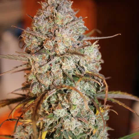 Mimosa Cake 🍰 3 - #1 - 42 Fast Buds growlog timeline photo