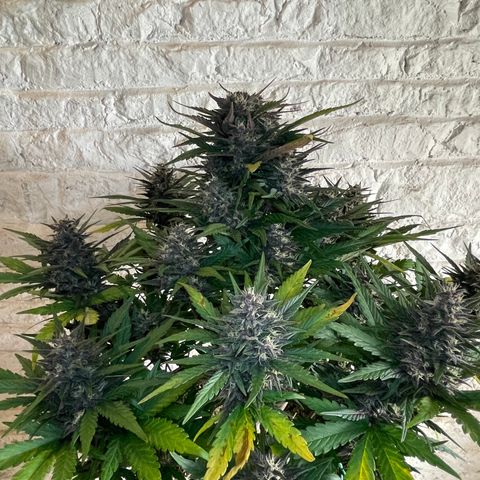 Purple Punch 🥊 3 - #1 - 42 Fast Buds growlog timeline photo