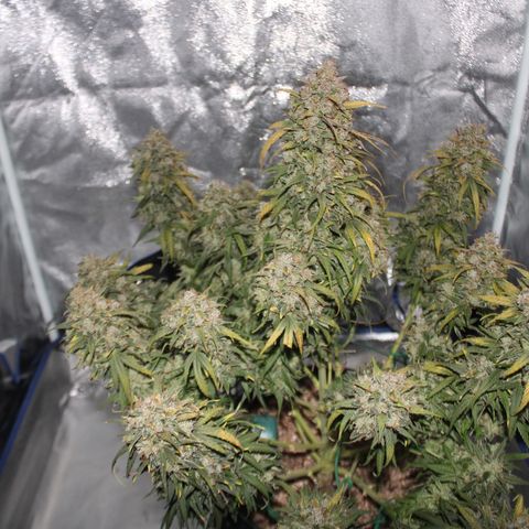 Mimosa Cake 🍰 3 - #1 - 42 Fast Buds growlog timeline photo