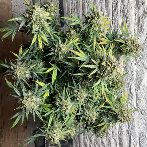 Mimosa Cake 🍰 4 - #1 - 42 Fast Buds growlog timeline photo