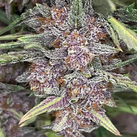 Purple Punch 🥊 1 - #1 - 42 Fast Buds growlog timeline photo