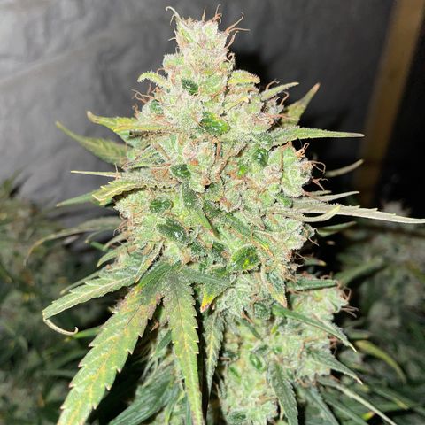 Mimosa Cake 🍰 4 - #1 - 42 Fast Buds growlog timeline photo