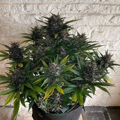 Purple Punch 🥊 3 - #1 - 42 Fast Buds growlog timeline photo