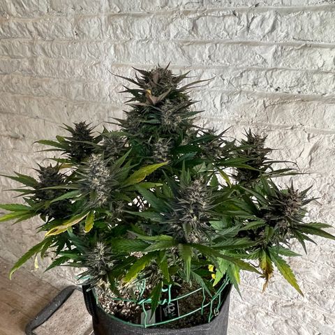 Purple Punch 🥊 3 - #1 - 42 Fast Buds growlog timeline photo