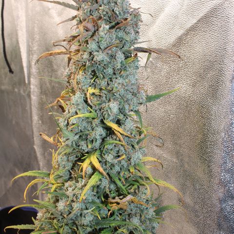 Mimosa Cake 🍰 3 - #1 - 42 Fast Buds growlog timeline photo