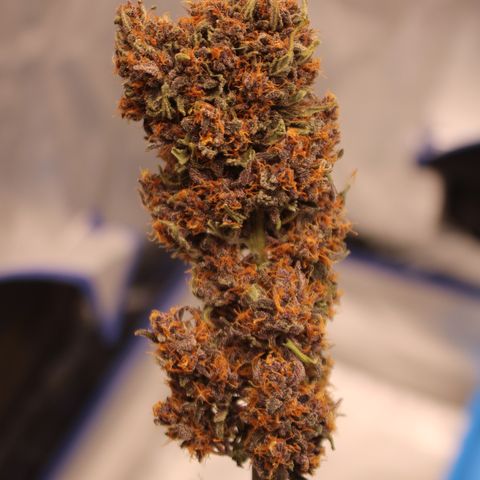 Purple Punch 🥊 2 - #1 - 42 Fast Buds growlog timeline photo