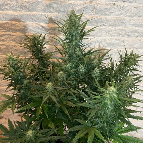 Mimosa Cake 🍰 4 - #1 - 42 Fast Buds growlog timeline photo