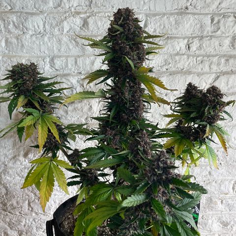 Purple Punch 🥊 2 - #1 - 42 Fast Buds growlog timeline photo