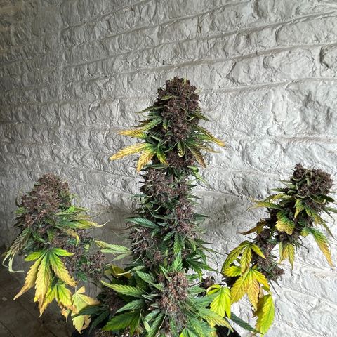 Purple Punch 🥊 2 - #1 - 42 Fast Buds growlog timeline photo