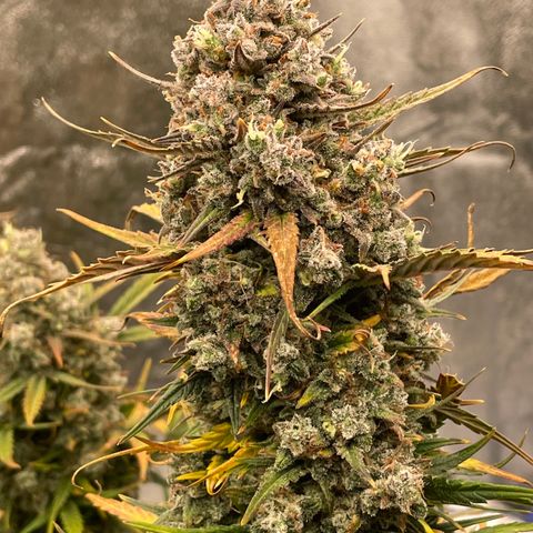 Mimosa Cake 🍰 3 - #1 - 42 Fast Buds growlog timeline photo